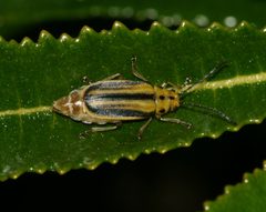 Trirhabda diducta by (c) Sandy__R, some rights reserved (CC BY). Used under a CC-BY license.