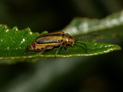 Trirhabda diducta by (c) Sandy__R, some rights reserved (CC BY). Used under a CC-BY license.