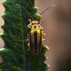 Trirhabda diducta by (c) Ken-ichi Ueda, some rights reserved (CC BY), uploaded by Ken-ichi Ueda. Used under a CC-BY license.