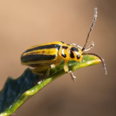Trirhabda diducta by (c) Ken-ichi Ueda, some rights reserved (CC BY), uploaded by Ken-ichi Ueda. Used under a CC-BY license.