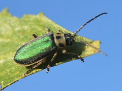 Trirhabda flavolimbata by (c) Cricket Raspet, some rights reserved (CC BY), uploaded by Cricket Raspet. Used under a CC-BY license.