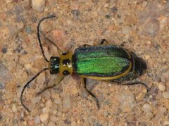 Trirhabda flavolimbata by (c) Don Loarie, some rights reserved (CC BY). Used under a CC-BY license.