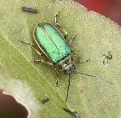 Trirhabda flavolimbata by no rights reserved. Used under a CC0 license.