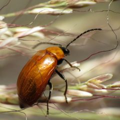 Androlyperus fulvus by (c) Katja Schulz, some rights reserved (CC BY). Used under a CC-BY license.