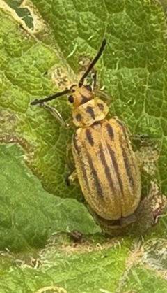 Ophraella notata by (c) Jason E. Farabaugh, some rights reserved (CC BY), uploaded by Jason E. Farabaugh. Used under a CC-BY license.
