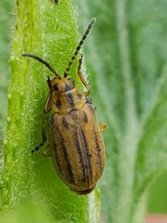 Ophraella notata by (c) Mark Richman, some rights reserved (CC BY), uploaded by Mark Richman. Used under a CC-BY license.