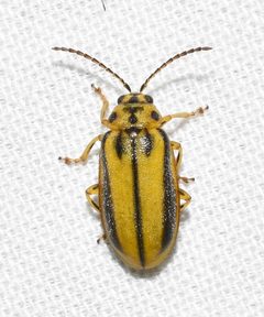 Xanthogaleruca luteola by no rights reserved, uploaded by Chrissy McClarren and Andy Reago. Used under a CC0 license.