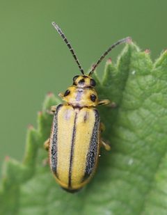 Xanthogaleruca luteola by (c) Ralf Huber, some rights reserved (CC BY). Used under a CC-BY license.