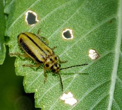 Xanthogaleruca luteola by (c) Sarah Zukoff, some rights reserved (CC BY). Used under a CC-BY license.