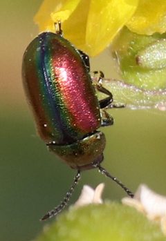 Gastrophysa formosa by (c) Catherine C. Galley, some rights reserved (CC BY), uploaded by Catherine C. Galley. Used under a CC-BY license.