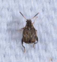 Meibomeus musculus by (c) Amber M. King, some rights reserved (CC BY), uploaded by Amber M. King. Used under a CC-BY license.