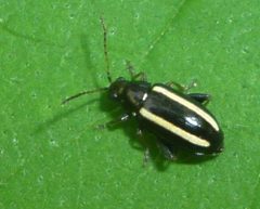 Systena elongata by (c) Even Dankowicz, some rights reserved (CC BY), uploaded by Even Dankowicz. Used under a CC-BY license.