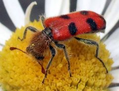 Trichodes bicinctus by (c) Catherine C. Galley, some rights reserved (CC BY), uploaded by Catherine C. Galley. Used under a CC-BY license.