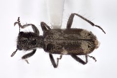 Enoclerus lecontei by (c) Chris Ratzlaff, some rights reserved (CC BY), uploaded by Chris Ratzlaff. Used under a CC-BY license.