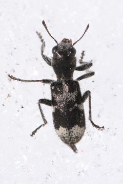 Enoclerus lecontei by (c) Trevor Van Loon, some rights reserved (CC BY), uploaded by Trevor Van Loon. Used under a CC-BY license.