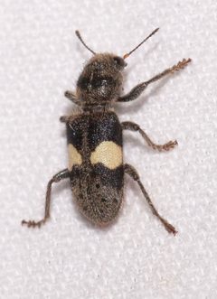 Enoclerus luscus by (c) Laura Gaudette, some rights reserved (CC BY), uploaded by Laura Gaudette. Used under a CC-BY license.
