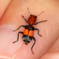 Enoclerus muttkowskii by (c) Jake McCumber, some rights reserved (CC BY), uploaded by Jake McCumber. Used under a CC-BY license.