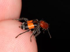 Enoclerus muttkowskii by (c) Jake McCumber, some rights reserved (CC BY), uploaded by Jake McCumber. Used under a CC-BY license.