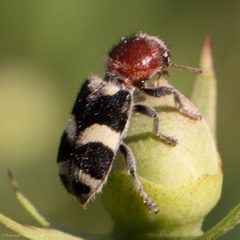 Enoclerus laetus by (c) Ken-ichi Ueda, some rights reserved (CC BY), uploaded by Ken-ichi Ueda. Used under a CC-BY license.