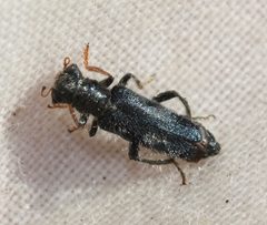 Phyllobaenus longus by (c) Andrew Meeds, some rights reserved (CC BY), uploaded by Andrew Meeds. Used under a CC-BY license.