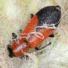 Pelonides humeralis by (c) Catherine C. Galley, some rights reserved (CC BY), uploaded by Catherine C. Galley. Used under a CC-BY license.