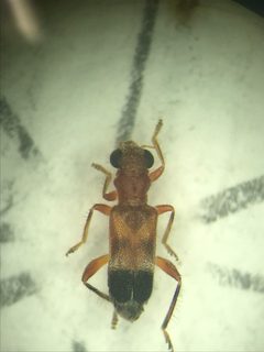 Phyllobaenus knausii by (c) Ryan Donnelly, some rights reserved (CC BY), uploaded by Ryan Donnelly. Used under a CC-BY license.