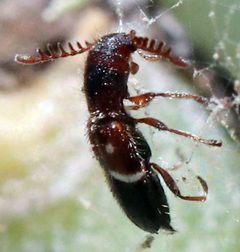 Neocallotillus elegans by (c) Catherine C. Galley, some rights reserved (CC BY), uploaded by Catherine C. Galley. Used under a CC-BY license.