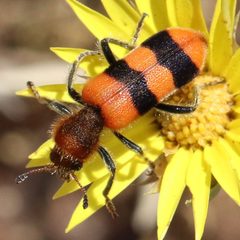 Trichodes bibalteatus by (c) Catherine C. Galley, some rights reserved (CC BY), uploaded by Catherine C. Galley. Used under a CC-BY license.