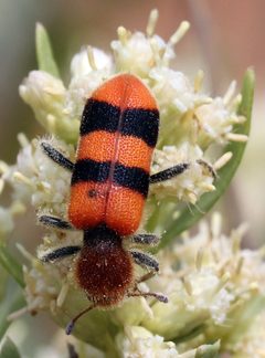 Trichodes bibalteatus by (c) Catherine C. Galley, some rights reserved (CC BY), uploaded by Catherine C. Galley. Used under a CC-BY license.