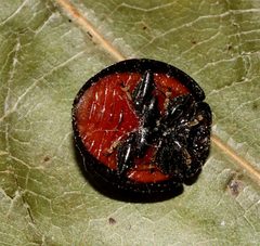 Axion tripustulatum by (c) Gordon C. Snelling, some rights reserved (CC BY), uploaded by Gordon C. Snelling. Used under a CC-BY license.