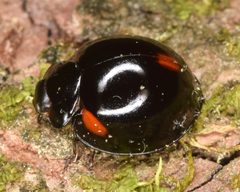 Axion tripustulatum by (c) skitterbug, some rights reserved (CC BY), uploaded by skitterbug. Used under a CC-BY license.