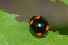 Brachiacantha quadripunctata by no rights reserved. Used under a CC0 license.