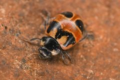 Coccinella hieroglyphica by (c) Trevor Van Loon, some rights reserved (CC BY), uploaded by Trevor Van Loon. Used under a CC-BY license.