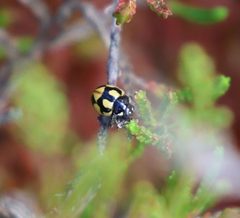 Coccinella hieroglyphica by (c) Andrejus Gaidamavičius, some rights reserved (CC BY), uploaded by Andrejus Gaidamavičius. Used under a CC-BY license.