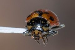 Hippodamia caseyi by (c) Kalvin Chan, some rights reserved (CC BY), uploaded by Kalvin Chan. Used under a CC-BY license.