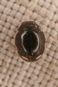 Hyperaspis dissoluta by (c) Trevor Van Loon, some rights reserved (CC BY), uploaded by Trevor Van Loon. Used under a CC-BY license.