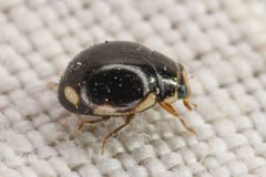 Hyperaspis dissoluta by (c) Trevor Van Loon, some rights reserved (CC BY), uploaded by Trevor Van Loon. Used under a CC-BY license.