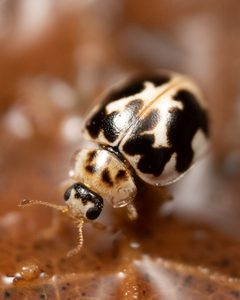 Psyllobora vigintimaculata by (c) Casey H. Richart, some rights reserved (CC BY), uploaded by Casey H. Richart. Used under a CC-BY license.