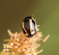 Hyperaspis annexa by no rights reserved, uploaded by Jesse Rorabaugh. Used under a CC0 license.