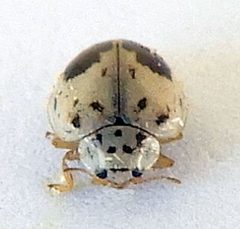 Psyllobora plagiata by (c) jimeckert49, some rights reserved (CC BY). Used under a CC-BY license.