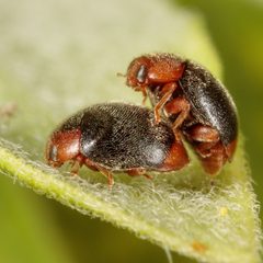 Scymnus louisianae by (c) Victor Engel, some rights reserved (CC BY), uploaded by Victor Engel. Used under a CC-BY license.