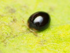 Corylophidae by (c) Katja Schulz, some rights reserved (CC BY), uploaded by Katja Schulz. Used under a CC-BY license.