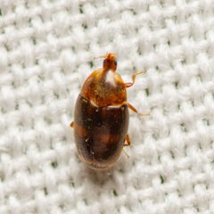 Corylophidae by (c) Justin Williams, some rights reserved (CC BY), uploaded by Justin Williams. Used under a CC-BY license.