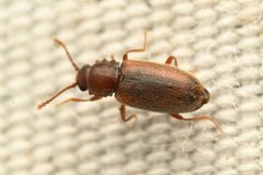 Salebius octodentatus by (c) Trevor Van Loon, some rights reserved (CC BY), uploaded by Trevor Van Loon. Used under a CC-BY license.