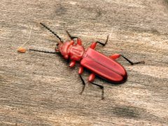 Cucujus clavipes by (c) Katja Schulz, some rights reserved (CC BY). Used under a CC-BY license.