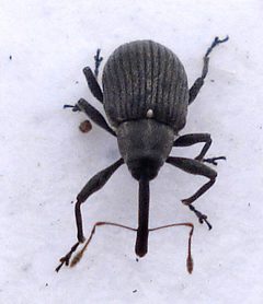 Anthonomus rubi by (c) Mick Talbot, some rights reserved (CC BY). Used under a CC-BY license.