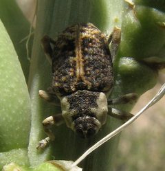 Peltophorus adustus by (c) Lon Brehmer, some rights reserved (CC BY), uploaded by Lon Brehmer. Used under a CC-BY license.