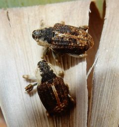 Peltophorus adustus by (c) Lon Brehmer, some rights reserved (CC BY), uploaded by Lon Brehmer. Used under a CC-BY license.