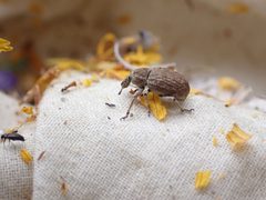 Panscopus torpidus by no rights reserved, uploaded by Ellyne Geurts. Used under a CC0 license.