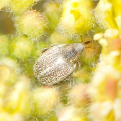 Ceutorhynchus pusillus by (c) Elliott Gordon, some rights reserved (CC BY), uploaded by Elliott Gordon. Used under a CC-BY license.